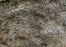 Texture et fond en bois de base de palmier dattier d'îles Canaries photographie stock libre de droits Texture et fond en bois de base de palmier dattier d'îles Canaries photographie stock libre de droits