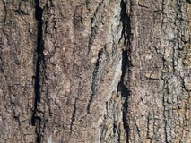 Texture of a huge tree bark stock photos Texture of a huge tree bark stock photos