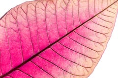 Texture with leaf veins of withered poinsettia flower royalty free stock photography Texture with leaf veins of withered poinsettia flower royalty free stock photography