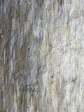 Texture monotone du bois Image libre de droits Texture monotone du bois Image libre de droits