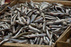Texture naturelle de petits poissons de mer salés dans un tas dans une boîte photo libre de droits Texture naturelle de petits poissons de mer salés dans un tas dans une boîte photo libre de droits