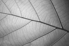 Texture noire et blanche de feuille pour le fond photo libre de droits Texture noire et blanche de feuille pour le fond photo libre de droits