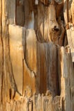 Texture Of A Broken Tree Royalty Free Stock Photos