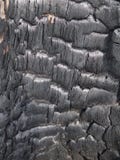 Texture Of Burned Tree 3 Stock Image