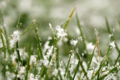 Texture Of Grass With Snow Stock Images Texture Of Grass With Snow Stock Images