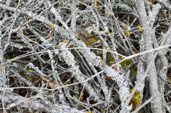 Texture of old dry rotten little thin old sticks, twigs, straws with knots and dry leaves with cracks covered with moss vylzy view royalty free stock images Texture of old dry rotten little thin old sticks, twigs, straws with knots and dry leaves with cracks covered with moss vylzy view royalty free stock images