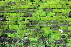 Old wall covered green moss, Fort Rotterdam - Makassar - Indonesia Royalty Free Stock Photography Old wall covered green moss, Fort Rotterdam - Makassar - Indonesia Royalty Free Stock Photography