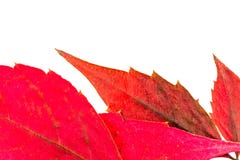 Texture with autumn leaf veins stock images Texture with autumn leaf veins stock images