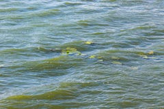 The texture of river water with waves and leaves of water lily_ stock image The texture of river water with waves and leaves of water lily_ stock image