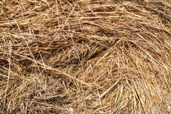 Texture of straw and hay closeup. Stack stock photos Texture of straw and hay closeup. Stack stock photos