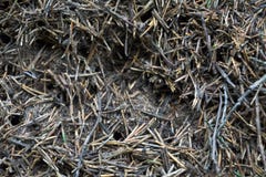 Texturen av en brun naturlig skogmyrstack med myror mycket små kryp i skogen bakgrunden royaltyfria bilder Texturen av en brun naturlig skogmyrstack med myror mycket små kryp i skogen bakgrunden royaltyfria bilder