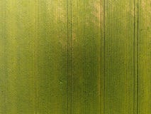 Textuur van tarwegebied Achtergrond van jonge groene tarwe op het gebied Foto van quadrocopter Luchtfoto van het tarwegebied royalty-vrije stock foto Textuur van tarwegebied Achtergrond van jonge groene tarwe op het gebied Foto van quadrocopter Luchtfoto van het tarwegebied royalty-vrije stock foto