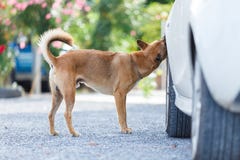 Thai dog smelling wheel. Thai dog`s smelling and survey around car wheel before pee royalty free stock images Thai dog smelling wheel. Thai dog`s smelling and survey around car wheel before pee royalty free stock images