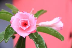 Thai Flower : Rose is a woody perennial flowering plant of the genus Rosa, in the family Rosaceae, or the flower it bears. Pink Rose for beautiful Woman stock images Thai Flower : Rose is a woody perennial flowering plant of the genus Rosa, in the family Rosaceae, or the flower it bears. Pink Rose for beautiful Woman stock images