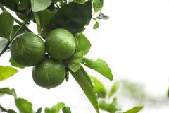 Thai lemon stock images Thai lemon stock images