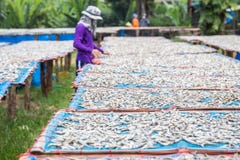 Thai people are turning to fish that are dried in the sun. royalty free stock images Thai people are turning to fish that are dried in the sun. royalty free stock images