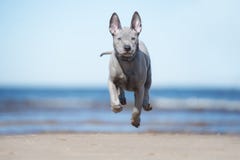 Thai ridgeback puppy running on a beach Royalty Free Stock Images Thai ridgeback puppy running on a beach Royalty Free Stock Images
