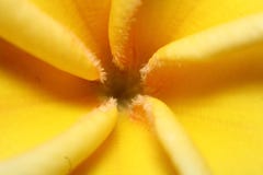 Thai temple flower royalty free stock photography Thai temple flower royalty free stock photography