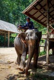 Thail?ndischer Elefant mit dem Waldhintergrund Thail?ndische Elefanten werden als indische Elefanten klassifiziert stockfotos Thail?ndischer Elefant mit dem Waldhintergrund Thail?ndische Elefanten werden als indische Elefanten klassifiziert stockfotos