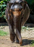 Thail?ndsk elefant med skogbakgrunden Thail?ndska elefanter klassificeras som indiska elefanter arkivfoton Thail?ndsk elefant med skogbakgrunden Thail?ndska elefanter klassificeras som indiska elefanter arkivfoton