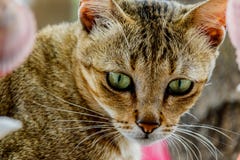 Thailand cute cat resting habits of cute pets. Cat breeds Thaila Royalty Free Stock Photos Thailand cute cat resting habits of cute pets. Cat breeds Thaila Royalty Free Stock Photos