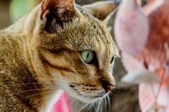 Thailand cute cat resting habits of cute pets. Cat breeds Thaila Stock Photography Thailand cute cat resting habits of cute pets. Cat breeds Thaila Stock Photography