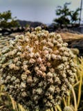 Thailand-Hakenlilie, Blume, Samen stockbilder Thailand-Hakenlilie, Blume, Samen stockbilder