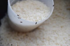 Thailand rice organic for storage until the insects. royalty free stock photos Thailand rice organic for storage until the insects. royalty free stock photos