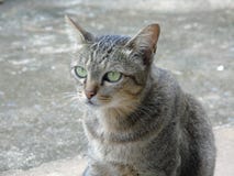 Thailändische Katze der Tiere stockbild Thailändische Katze der Tiere stockbild