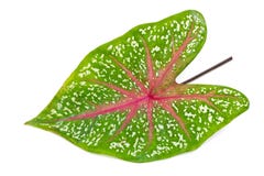 Thailändsk-inföding bladCaladium arkivbild Thailändsk-inföding bladCaladium arkivbild