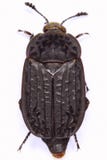 thanathophilus rugosus мяса жука стоковое фото rf thanathophilus rugosus мяса жука стоковое фото rf