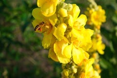 Thapsus Verbascum Желтые цветки общего mullein стоковые фотографии rf Thapsus Verbascum Желтые цветки общего mullein стоковые фотографии rf