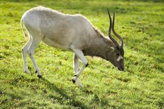 The Addax Stock Images