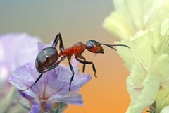 The Ant Is Trying To Move From A Very Small Flower To Another One. Stock Photos