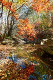 The Autumn Leaves And Blue Water Stock Photography