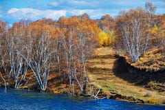 The Autumn Silver Birches Stock Photo
