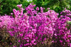The Azalea Flowering Shrubs Royalty Free Stock Photography