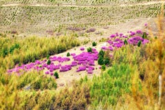 The Azalea Flowering Shrubs On The Hillside Royalty Free Stock Photography