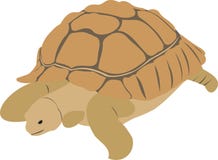 The Big Turtle Royalty Free Stock Image