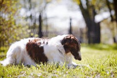 The Borzoi Lies On A Grass. Stock Images