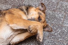 The Brown Dog Lies In A Room On The Floor And Covered Paws Muzzle Royalty Free Stock Photo The Brown Dog Lies In A Room On The Floor And Covered Paws Muzzle Royalty Free Stock Photo