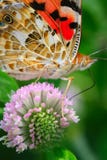 The Butterfly And Flower Stock Images