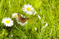 The Butterfly And Flowers Stock Image