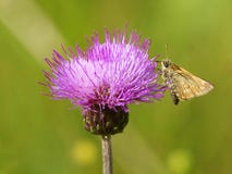 The Butterfly On A Thistle Stock Photos The Butterfly On A Thistle Stock Photos