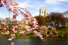 The Cherry Blossom Festival In New Jersey Royalty Free Stock Image