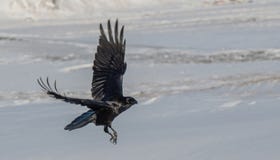The Common Raven Corvus Corax In Snow Royalty Free Stock Images