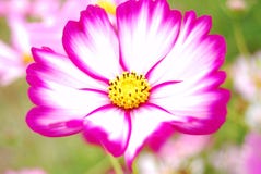 The Coreopsis Stock Photos The Coreopsis Stock Photos