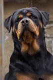 The Dog Breed Rottweiler Royalty Free Stock Photo