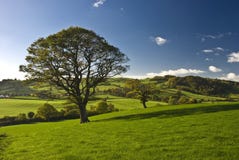 The English Tree Royalty Free Stock Photography The English Tree Royalty Free Stock Photography