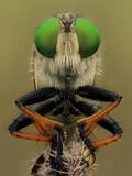 The Extreme Close Up Of Robber Fly Stock Photos The Extreme Close Up Of Robber Fly Stock Photos